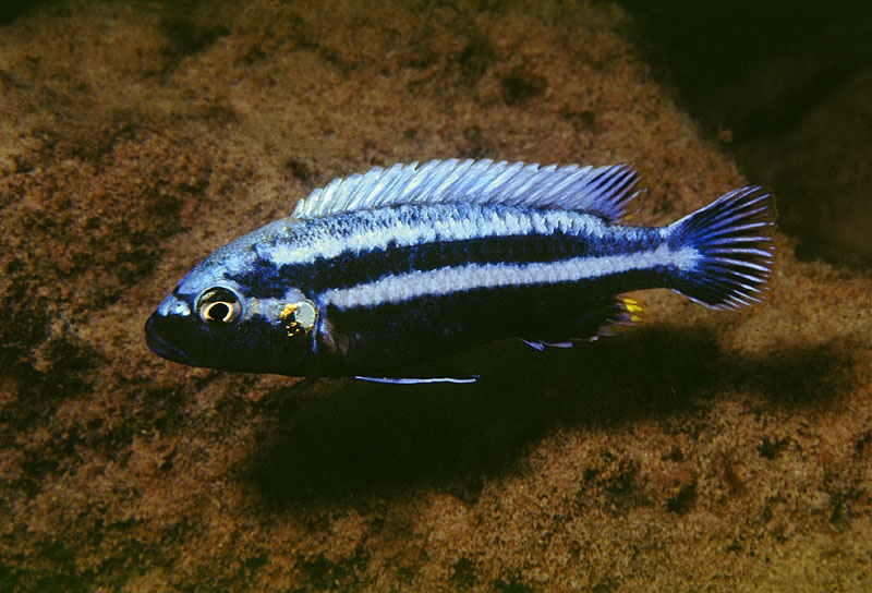 Melanochromis heterochromis 'Chinyankwazi Island'